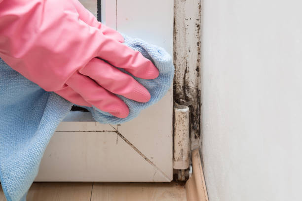 Best Emergency Mold Remediation  in Dunkirk, NY